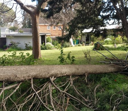 Tree Assessments & Council