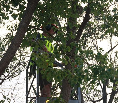 Tree Pruning Tree Pruning